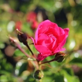 Pink Flower Carpet Rose